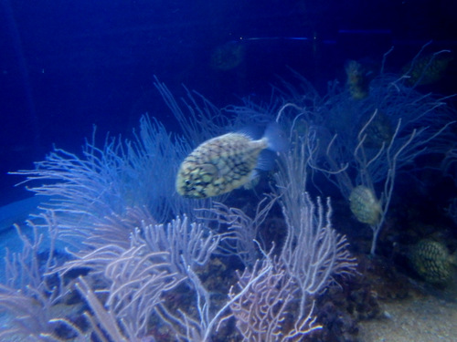 L'Oceanogràfic Center.